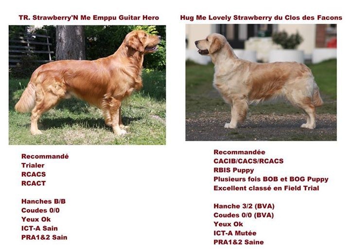 Strawberry'N Me - Golden Retriever - Portée née le 01/07/2015